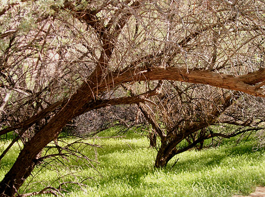 Gerste unter Bäumen im Canyon de Chelly National Monument