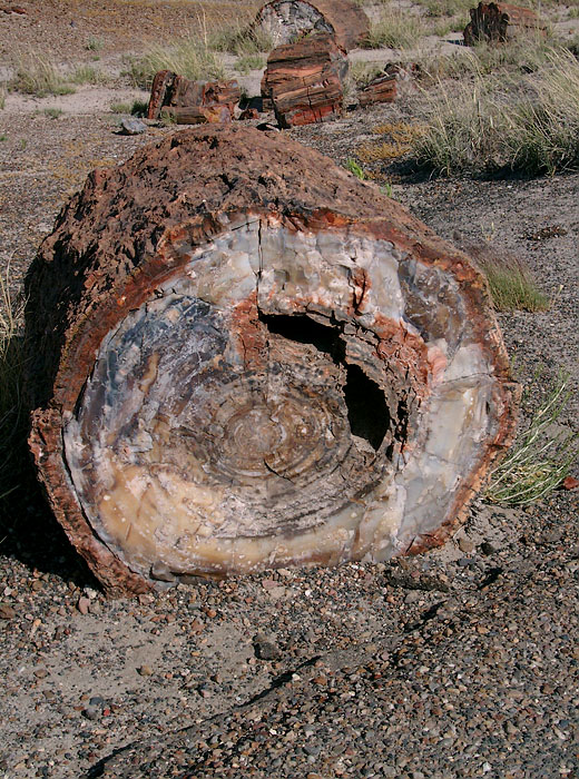 Petrified Forest National Park