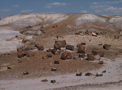 Petrified Forest National Park