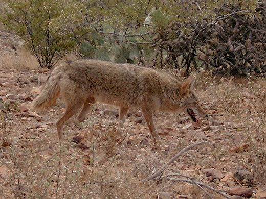Arizona-Sonora Desert Museum