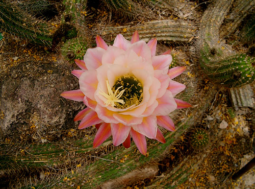 Arizona-Sonora Desert Museum