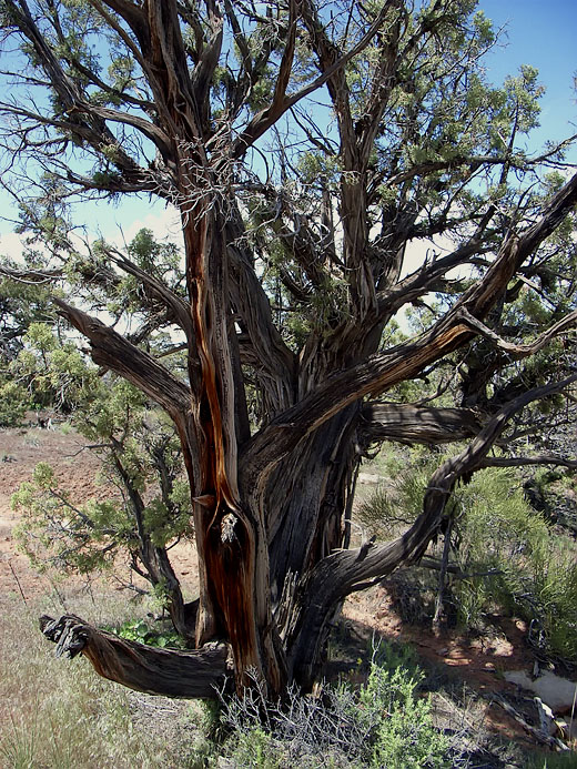 Rattlesnake Canyon