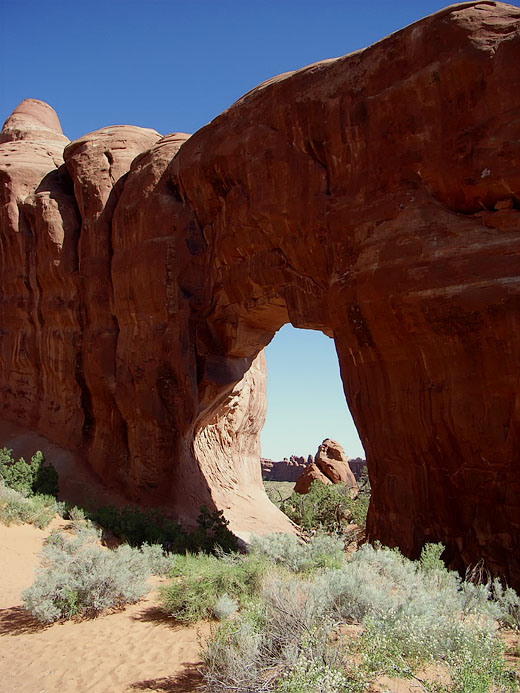 Pine Tree Arch