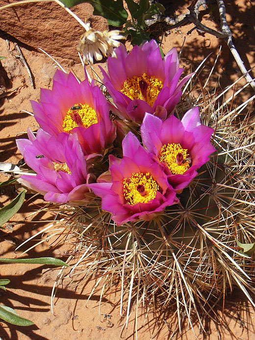 Devil´s Garden