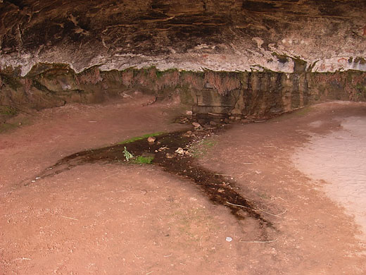 Cave Spring