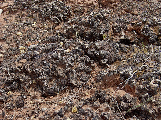 Kryptobiotischen Krusten