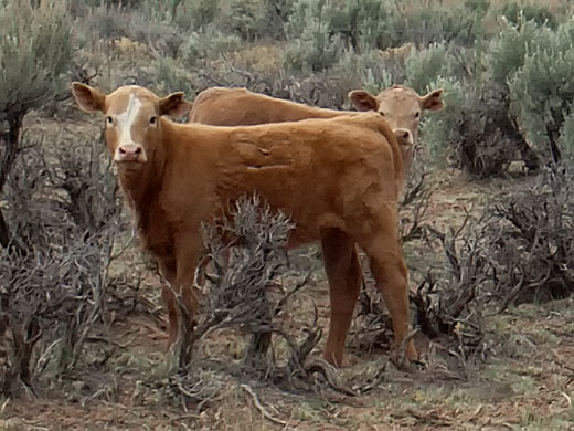 Open ranch