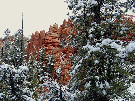 ed Canyon Dixie National Forest