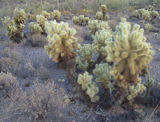 Jumping Cactus