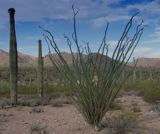 Ocotillo (Fouquieria splendens) oder „Weinkaktus“