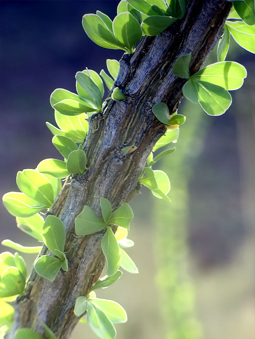 Ocotillo (Fouquieria splendens)