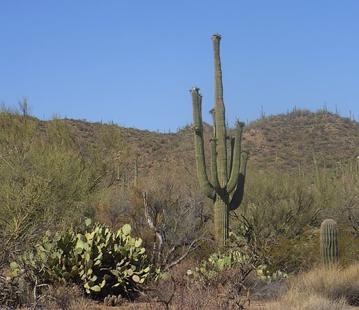 Saguaro Kaktee (Carnegiea gigantea)