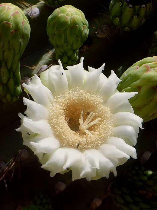 Blüte der Saguaro Kaktee