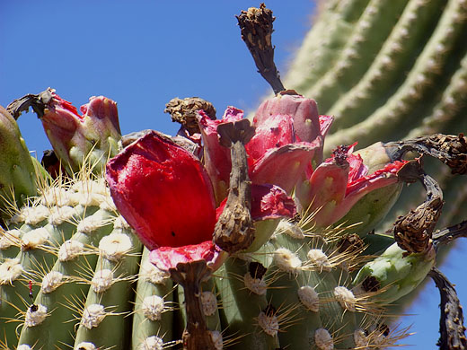 Früchte der Saguaro Kaktee