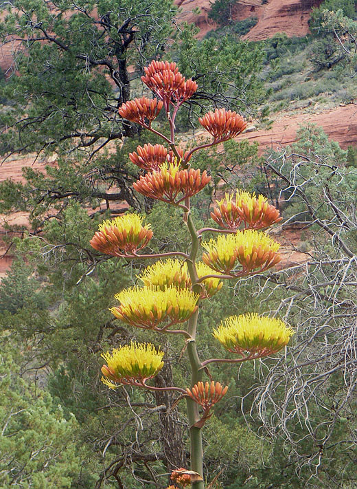 Blühende Agave