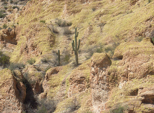 Saguaro am Rande des Apache Trails